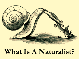 An illustration of a snail looking into a microscope. The text reads 'What is a Naturalist?'