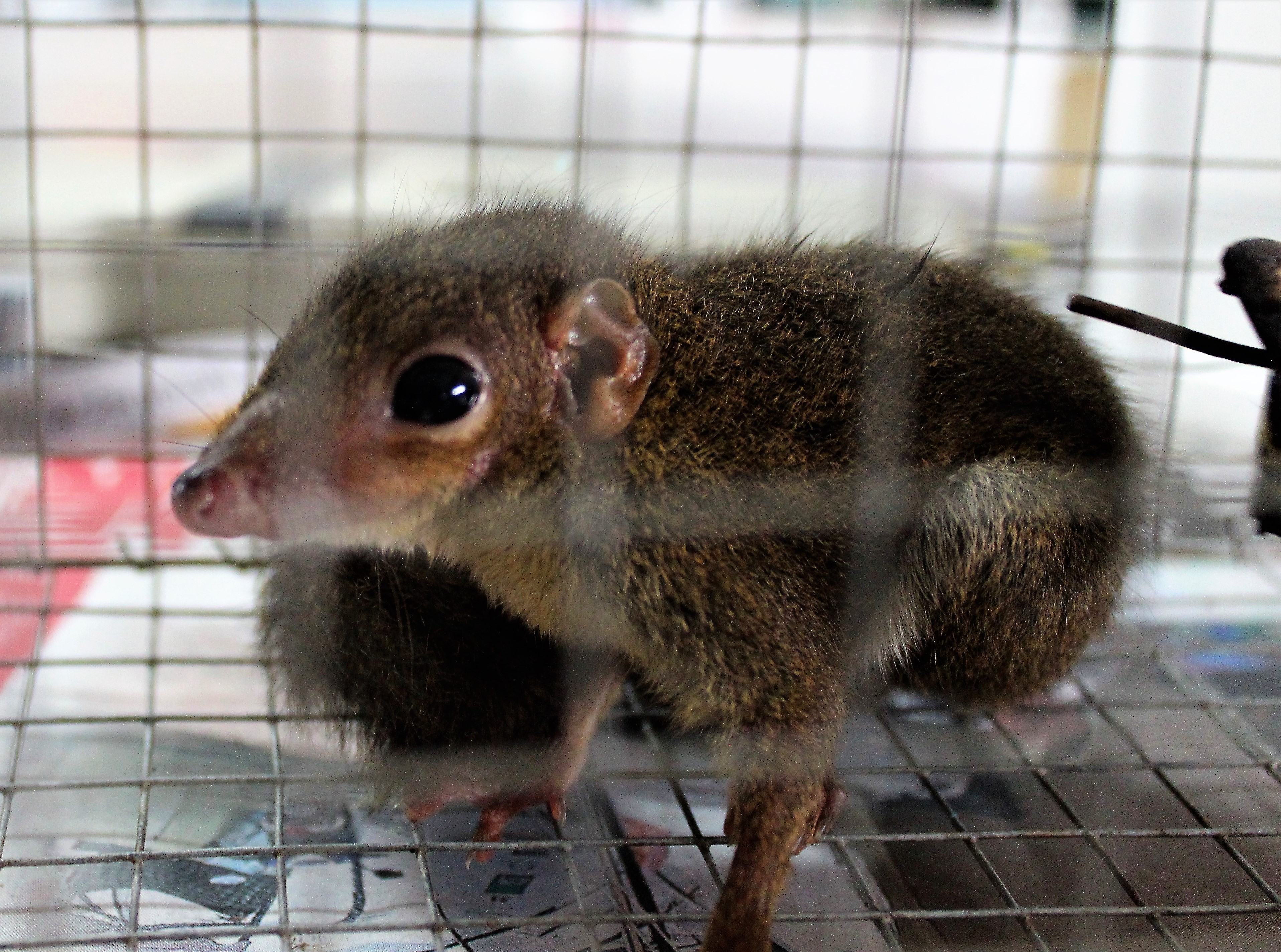 Bornean Treeshrew